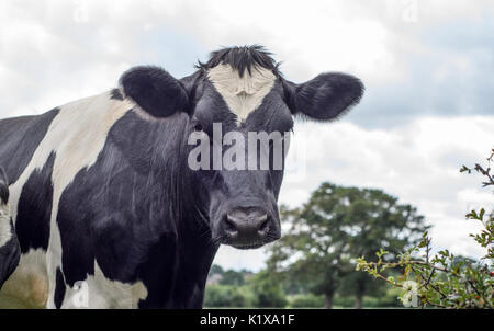 Eine Nahaufnahme von einem schwarzen und weißen Milchkuh in einem Feld Stockfoto