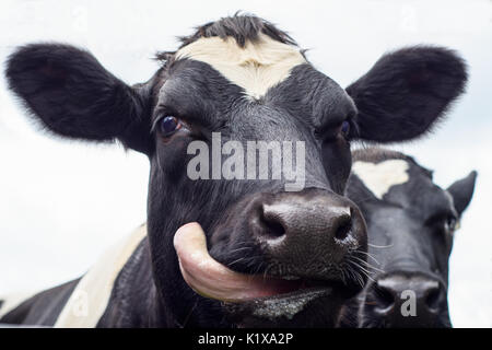 Eine Nahaufnahme von einem schwarzen und weißen Milchkuh seine Zunge heraus haften Stockfoto