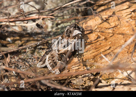 Nahaufnahme der Bogenschützen dart Motte (eulenfalter vestigialis) auf sandige Heide in Surrey, Großbritannien Stockfoto