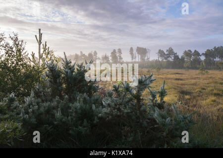 Die Spinnweben auf ginster Büsche an einem frostigen Morgen im Thursley gemeinsame National Nature Reserve in Surrey, Großbritannien Stockfoto