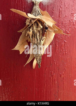 Blaue Schlamm Dauber Wasp Stockfoto