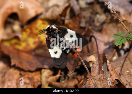 Bunte furry Motte in Virginia Stockfoto