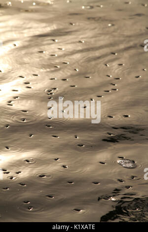 Wasserkäfer auf einem See in Virginia, USA Stockfoto