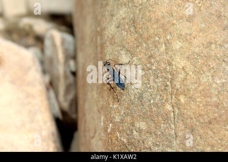 Blaue Schlamm Dauber Wasp Stockfoto