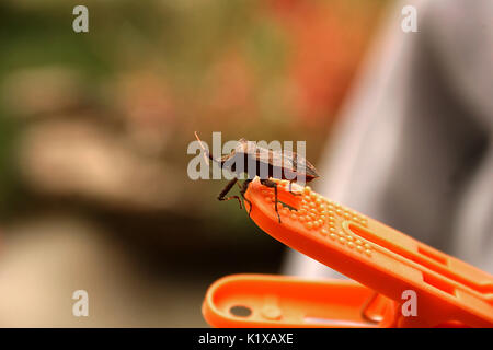 Stinken Bug auf Clothespin Stockfoto