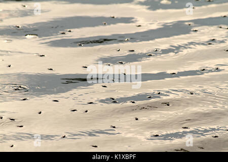 Wasserkäfer auf einem See in Virginia, USA Stockfoto