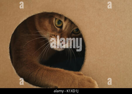 junge Abessinier Katze spielen in Karton-Haus aus Karton, 8 Monat Kätzchen Stockfoto