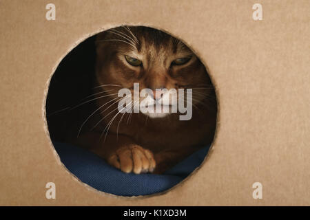 junge Abessinier Katze spielen in Karton-Haus aus Karton, 8 Monat Kätzchen Stockfoto