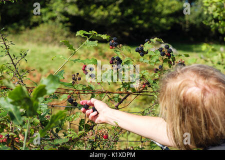 Frau pflücken Brombeeren von einem Heckenrand auf einem Landweg. Waunfawr, Gwynedd, Wales, Großbritannien Stockfoto