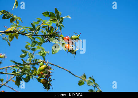 Rose Hips fruits of wild Dog Rose (Rosa canina) growing against a blue sky in late summer. Wales, UK, Britain Stockfoto