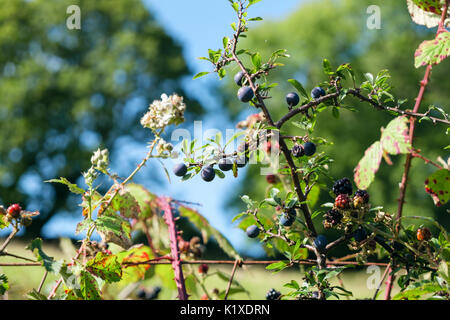 Wilde Schlehe (Prunus spinosa) Schlehe und Brombeere (Rubus fruticosus) wächst in einem Land Hecke Zaun im Spätsommer. Wales UK Großbritannien Stockfoto