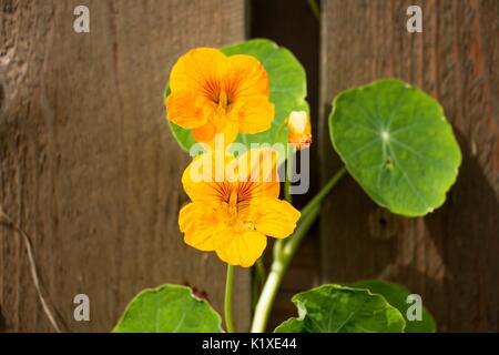 Ein kleines grünes Blatt und zwei orange Blüten auf dem Hintergrund einer braunes Holz Textur Stockfoto