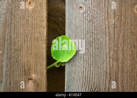 Ein kleines grünes Blatt auf dem Hintergrund einer braunes Holz Textur Stockfoto
