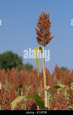 Sorghum-ernte auf North Caroloina Farm. Stockfoto