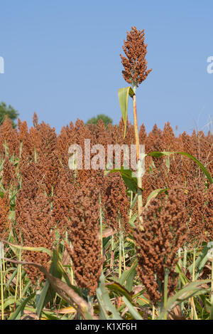 Sorghum-ernte auf North Caroloina Farm. Stockfoto