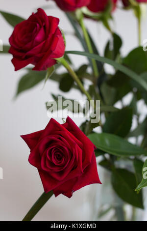 Langstielige rote Rose Blumenarrangement Stockfoto