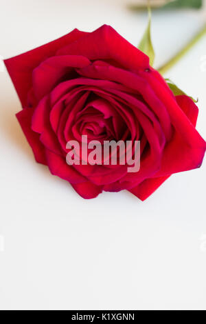 Langstielige rote Rose Blumenarrangement Stockfoto