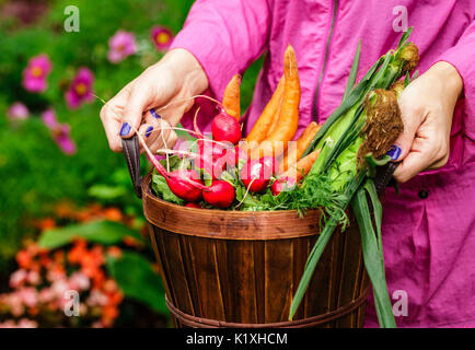 Eine Frau in einer Regenjacke mit einem braunen Korb voller Gemüse frisch gepflückt. Frische Karotten, Radieschen, und Mais werden in den Warenkorb. Col Stockfoto