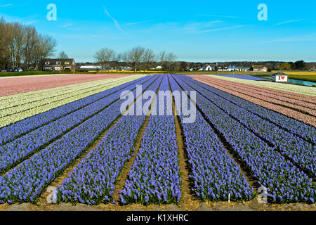 Anbau von blauen Hyazinthen für die Produktion von Blumenzwiebeln in den Bollenstreek, Noordwijkerhout, Niederlande Stockfoto