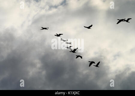 Kormorane Phalacrocorax carbo group Silhouette hoch fliegen in einer V-Formation gegen den bewölkten Himmel. Vögel Migrationskonzept. Pommern, Polen. Stockfoto