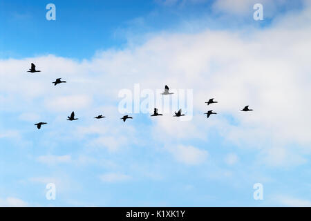 Kormorane Phalacrocorax carbo group Silhouette hoch fliegen in einer V-Formation gegen die weißen Wolken. Vögel Migrationskonzept. Pommern, Polen. Stockfoto