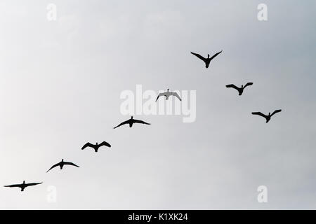 Kormorane Phalacrocorax carbo group Silhouette hoch fliegen in einer V-Formation gegen den bewölkten Himmel. Vögel Migrationskonzept. Pommern, Polen. Stockfoto