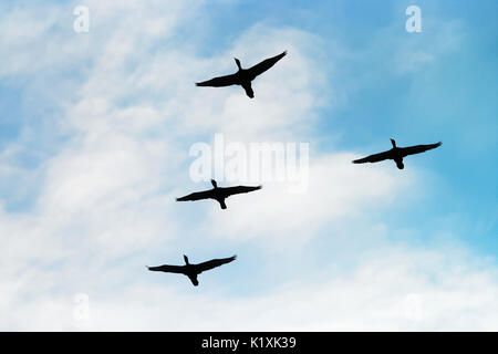 Kormorane Phalacrocorax carbo group Silhouette hoch fliegen in einer V-Formation gegen die weißen Wolken. Vögel Migrationskonzept. Pommern, Polen. Stockfoto