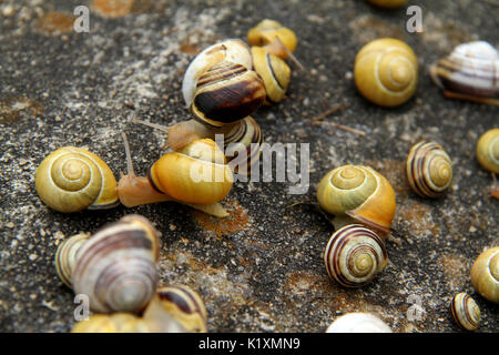 Gruppe von verschiedenen mittleren Schnecken kriechen auf einem Felsen Stockfoto