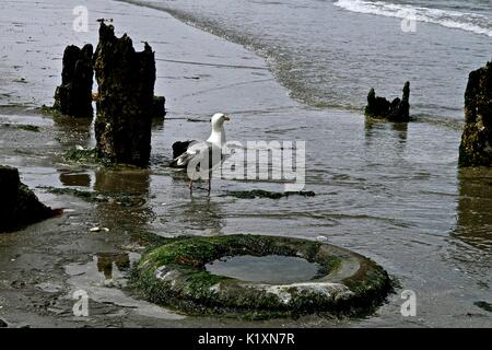 Ebbe am Puget Sound offenbart viele Meeresbewohner, die nächste Mahlzeit für eine Möwe eine hohe Wahrscheinlichkeit. Stockfoto