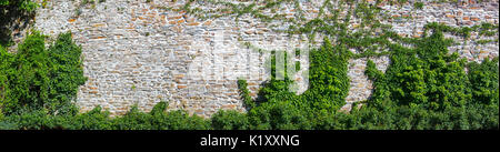 Panoramablick auf eine stark gebaute Mauer aus Stein, teilweise überwachsen mit Efeu Stockfoto