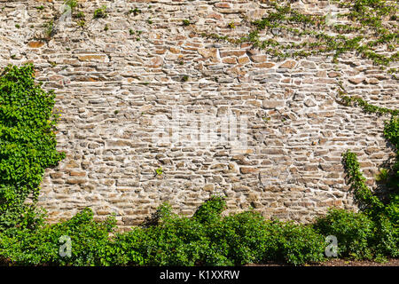 Stark Steinmauer, teilweise überwuchert von Efeu gebaut Stockfoto