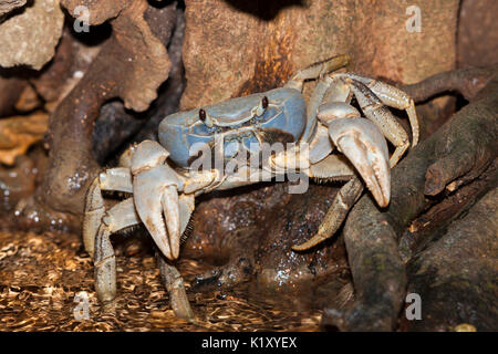 Christmas Island Blue Crab, Discoplax Celeste, Christmas Island, Australien Stockfoto