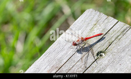 Schöne rote Libelle Sonnenbad auf einem Holzbrett Stockfoto