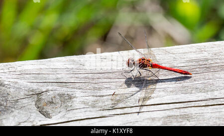 Schöne rote Libelle Sonnenbad auf einem Holzbrett Stockfoto