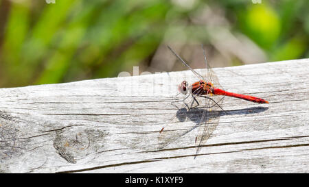 Schöne rote Libelle Sonnenbad auf einem Holzbrett Stockfoto