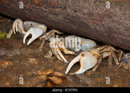 Christmas Island Blue Crab, Discoplax Celeste, Christmas Island, Australien Stockfoto