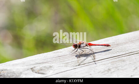 Schöne rote Libelle Sonnenbad auf einem Holzbrett Stockfoto