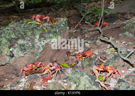 Christmas Island Rote Krabben, Gecarcoidea natalis, Christmas Island, Australien Stockfoto