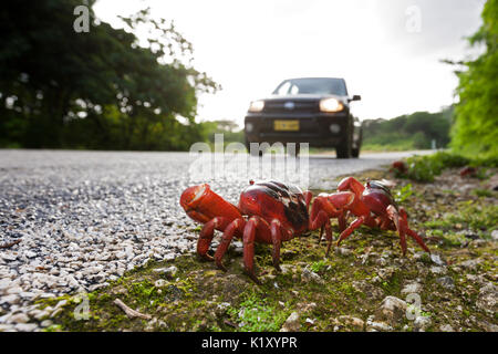 Christmas Island Red Crab kreuze Straße, Gecarcoidea natalis, Christmas Island, Australien Stockfoto