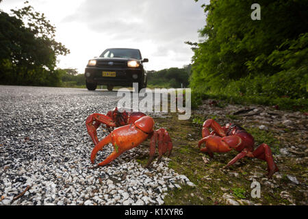 Christmas Island Red Crab kreuze Straße, Gecarcoidea natalis, Christmas Island, Australien Stockfoto