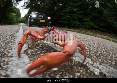 Christmas Island Red Crab kreuze Straße, Gecarcoidea natalis, Christmas Island, Australien Stockfoto