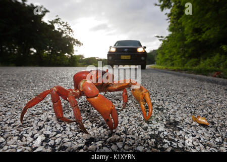 Christmas Island Red Crab kreuze Straße, Gecarcoidea natalis, Christmas Island, Australien Stockfoto