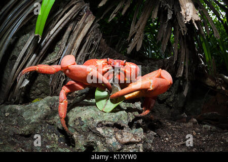 Christmas Island Red Crab Fütterung auf Blatt, Gecarcoidea natalis, Christmas Island, Australien Stockfoto