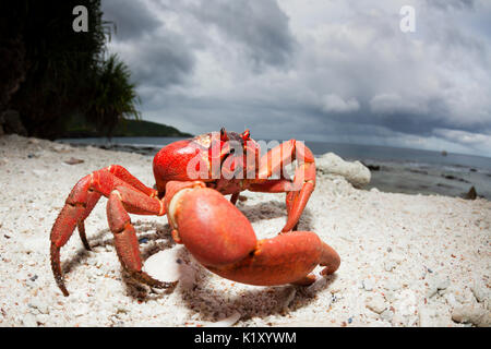 Christmas Island rote Krabbe am Strand, Ethel Gecarcoidea natalis, Christmas Island, Australien Stockfoto