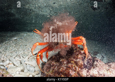 Christmas Island Red Crab release Eier in Ozean, Gecarcoidea natalis, Christmas Island, Australien Stockfoto