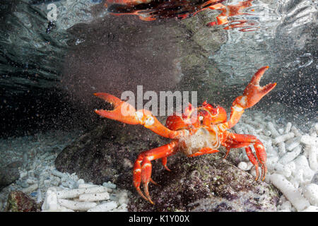 Christmas Island Red Crab release Eier in Ozean, Gecarcoidea natalis, Christmas Island, Australien Stockfoto