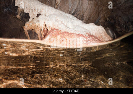 Krabbe Larven im Indischen Ozean, der Unterwasserhöhle, Gecarcoidea natalis, Christmas Island, Australien Stockfoto