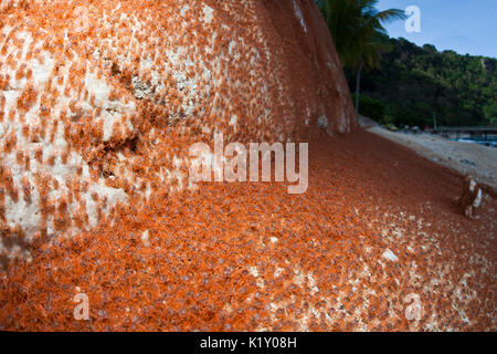 Kinder Krabben wieder an Land, Gecarcoidea natalis, Christmas Island, Australien Stockfoto