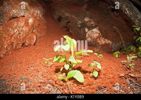 Kinder Krabben wieder an Land, Gecarcoidea natalis, Christmas Island, Australien Stockfoto