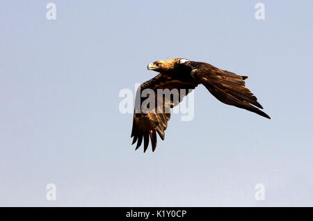 Aquila adalberti Stockfoto